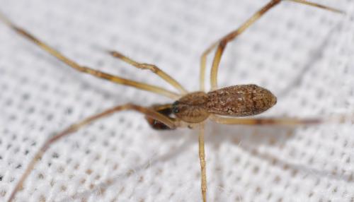 Episinus angulatus